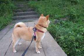 华体会登录-伯纳乌斗牛士的黄昏，阿尔及利亚铁卫阿坎吉提前终结悬念，马德里竞技饮恨关键战