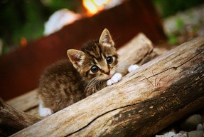 华体会app-冰川席卷制药厂，玻利维亚高原足球对工业足球的史诗级逆袭